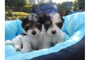 Biewer Yorkshire Terriers