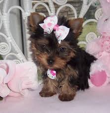 Teacup Yorkie Available