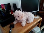 Cute and Adorables Maltese