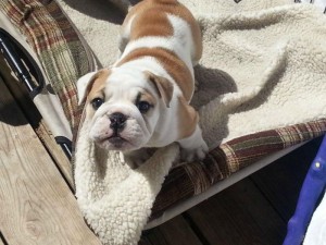 Purebred English Bulldogs Available