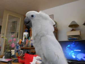 SUPER SWEET UMBRELLA COCKATOO