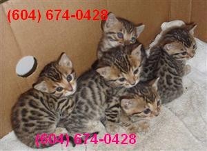 Exotic African Serval and Savannah Kittens