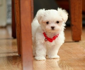 CUTE Maltese Pups Available