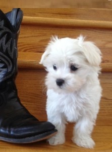 Charming Male and Female Maltese Pups