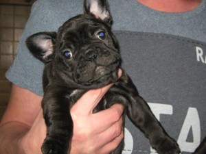 French Bulldogs