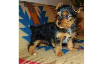 AKC Yorkshire Terriers