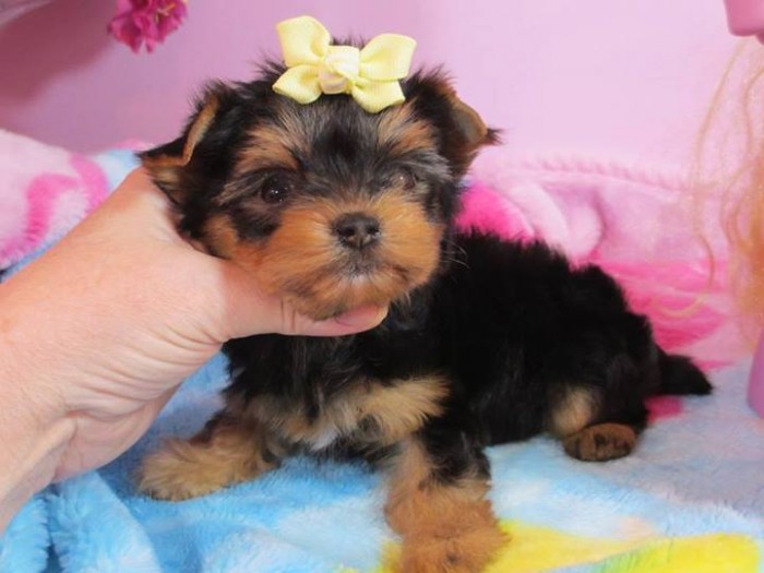 Cute and Lovely Yorkie Puppies
