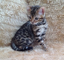 TICA Registered Bengal Kittens