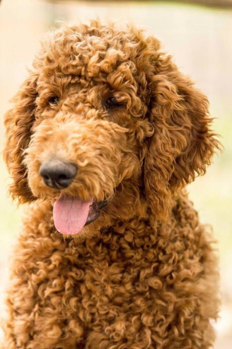 AKC Standard Poodles and F1b Labradoodles