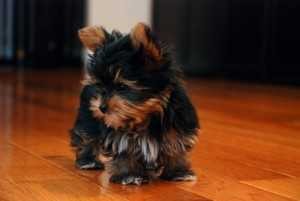 Yorkie Puppies for Adoption