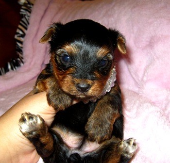Teacup Yorkie Puppies for Adoption