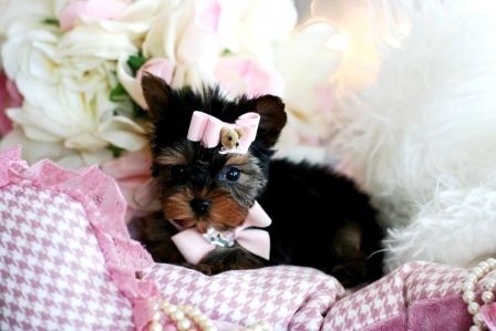 Teacup Yorkie puppy!