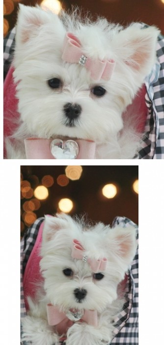 Maltese Teacup-size Puppy for Sale