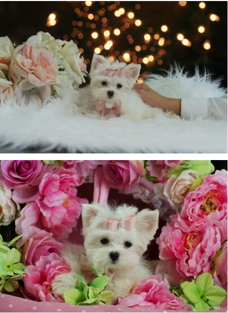 TeacupPuppiesStore ? Gorgeous Maltese puppy