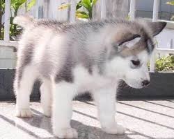 AKC Blue Eyed  Siberian Husky - 2 Months