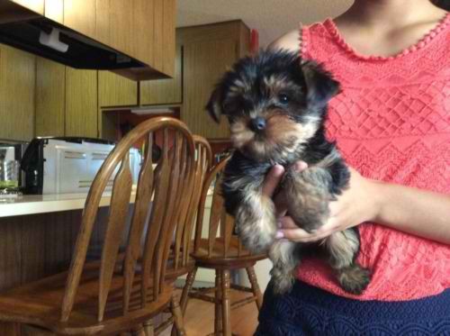 Cute 12 Weeks Old Yorkie