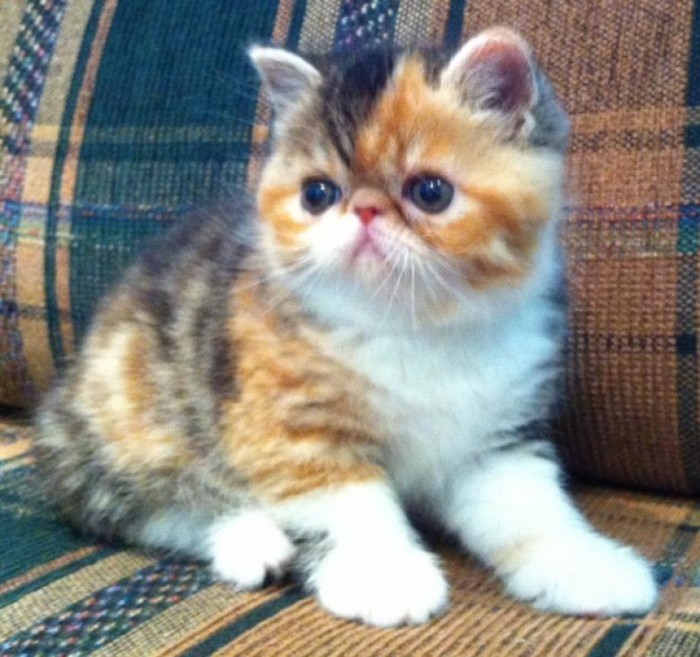 Exotic Shorthair Kittens Available