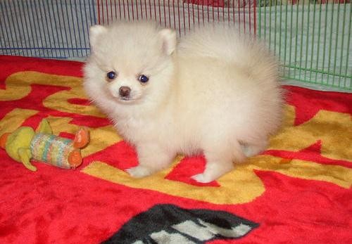 Pomeranian Puppies for Adoption