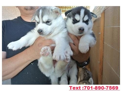 Siber. Husky Female Puppy