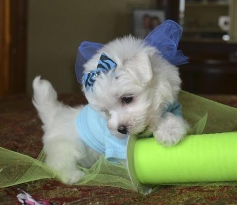 Purebred Maltese Puppies