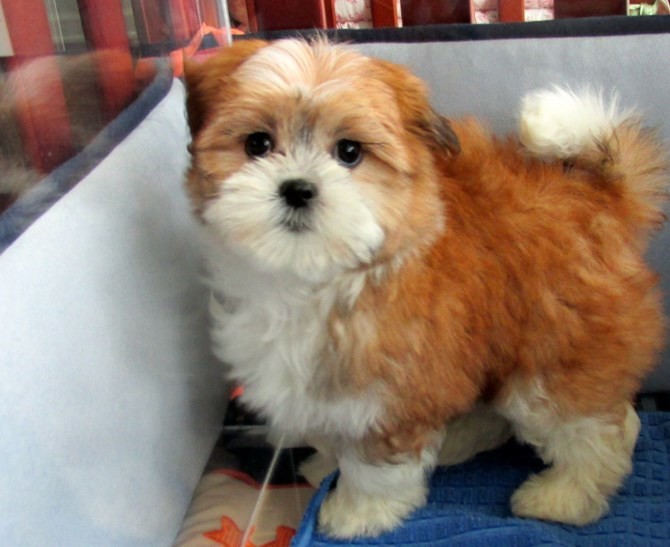 Cute Maltese x ShihTzu Hybrid 50-50 Cross Puppies