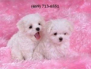 Cute White Teacup Maltese Puppies Available