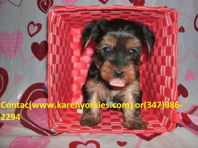 Magnificient Yorkie Puppies Available