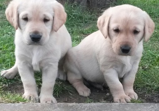 Stunning Chunky Golden Labradors