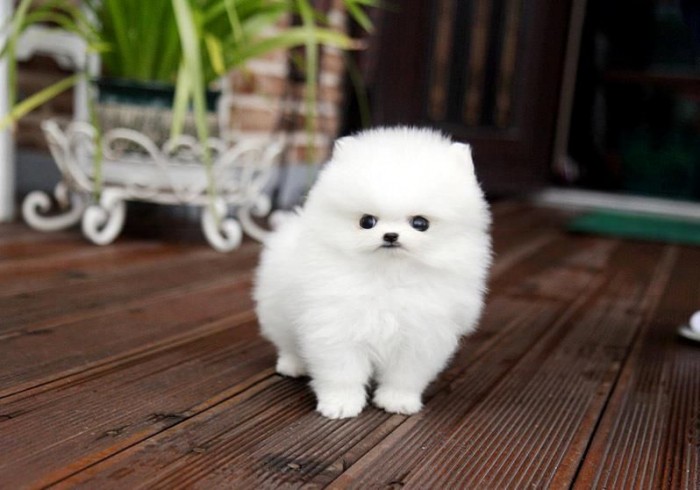 Pomeranian Puppy for Sale