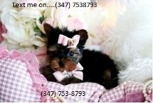 Teacup Yorkie Puppy for free!