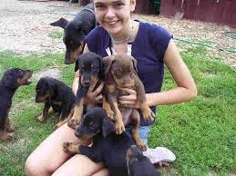 Affectionate Doberman Pinscher Puppies Available