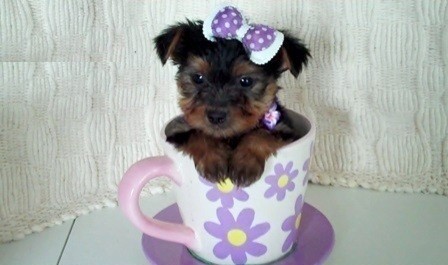 Cross Line Teacup Yorkie Ready And Available