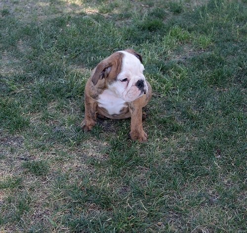 Lovely English Bulldog Pups