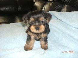 Yorkie Puppies