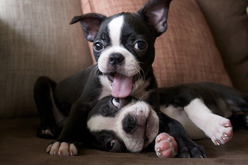 Boston Terrier Puppies