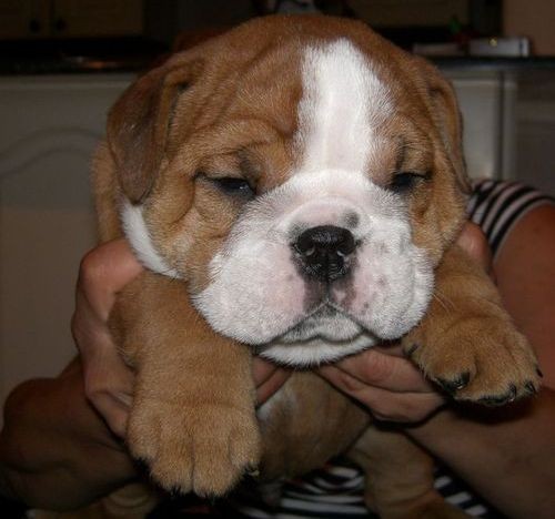 Marvelous English Bulldog Puppies