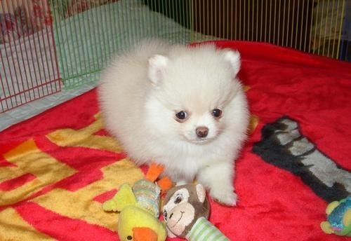 Pomeranian Puppies