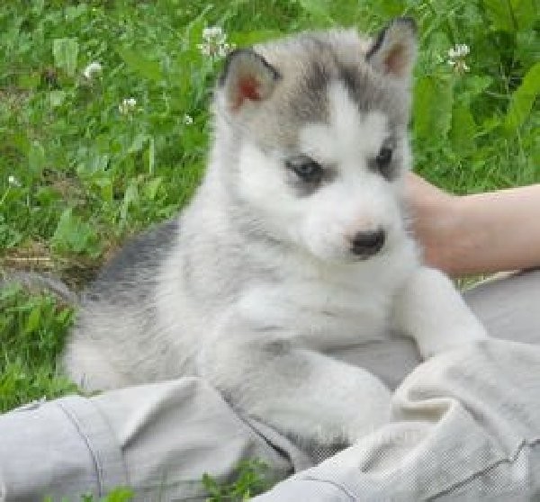 Beautiful AKC Registered Siberian Husky