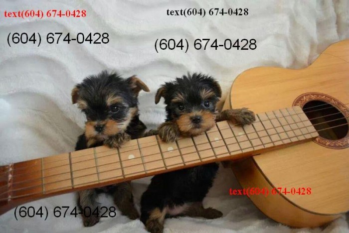 12 Weeks Old Yorkie Puppies for Sale