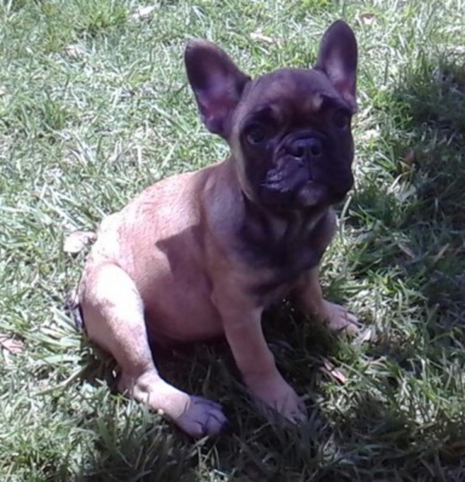 French Bulldog puppy!