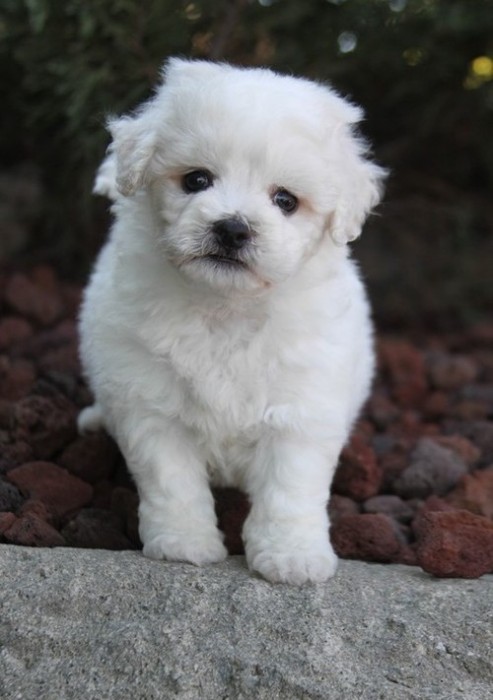 Male Bichon Frise Puppy