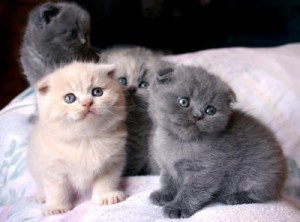 Kittens Scottish fold for Adoption