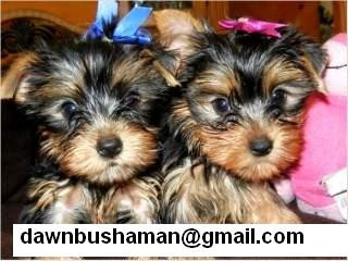 Tiny Yorkshire Terrier Puppy Available