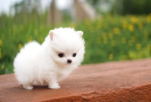 Cute Pomeranian Puppies for Re-homing