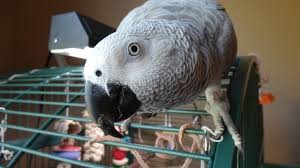 Congo African Grey Parrot Available