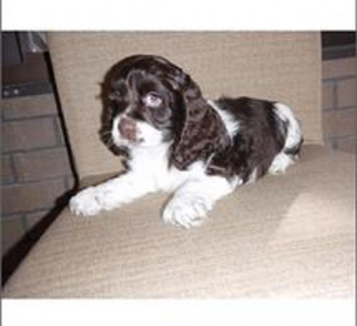 Cocker Spaniel Puppies for Adoption