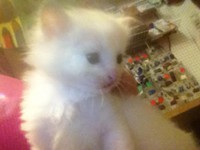 Doll Face White Persian Female Kitten