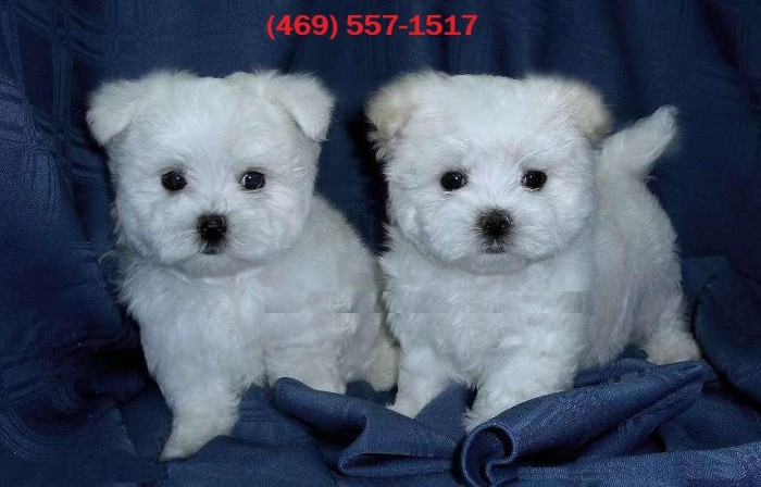 Beautiful Teacup Maltese Puppies for Sale