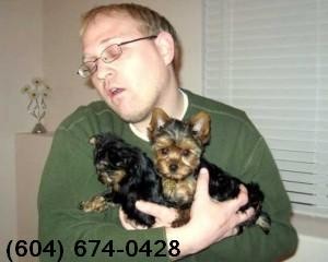 Teacup Shorkie Puppies (Yorkshire Terrier / Shih zu ) $1 200.00