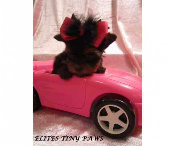 A loyal, affectionate, Teacup Yorkshire Terrier!